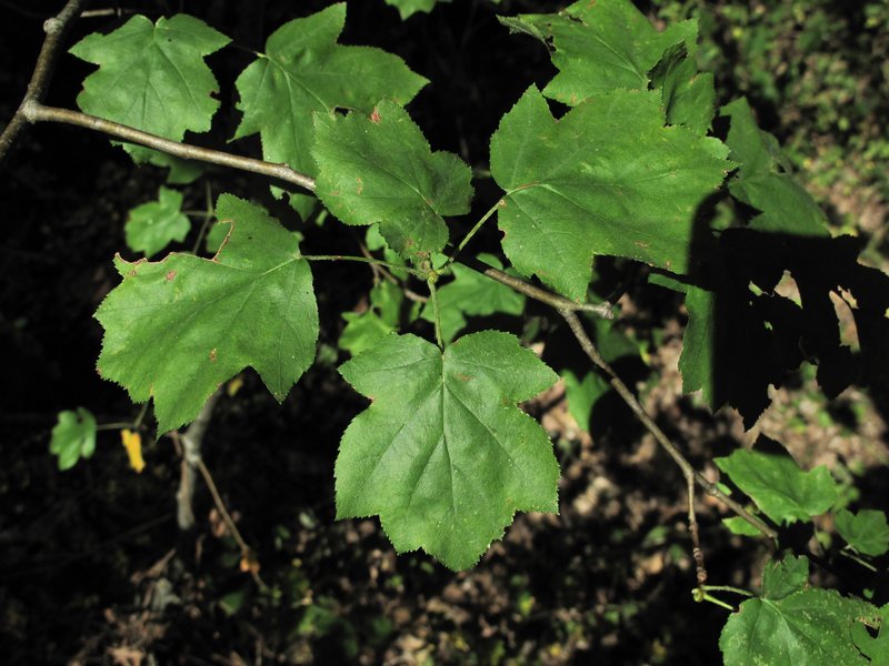 Sorbus torminalis